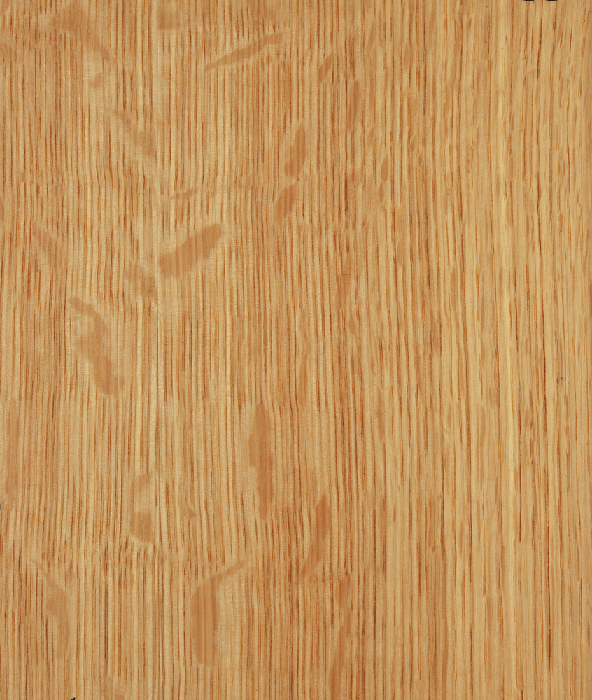 Chene maille - Quercus