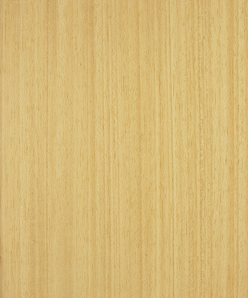 Koto - Pterygota bequaertii (2)