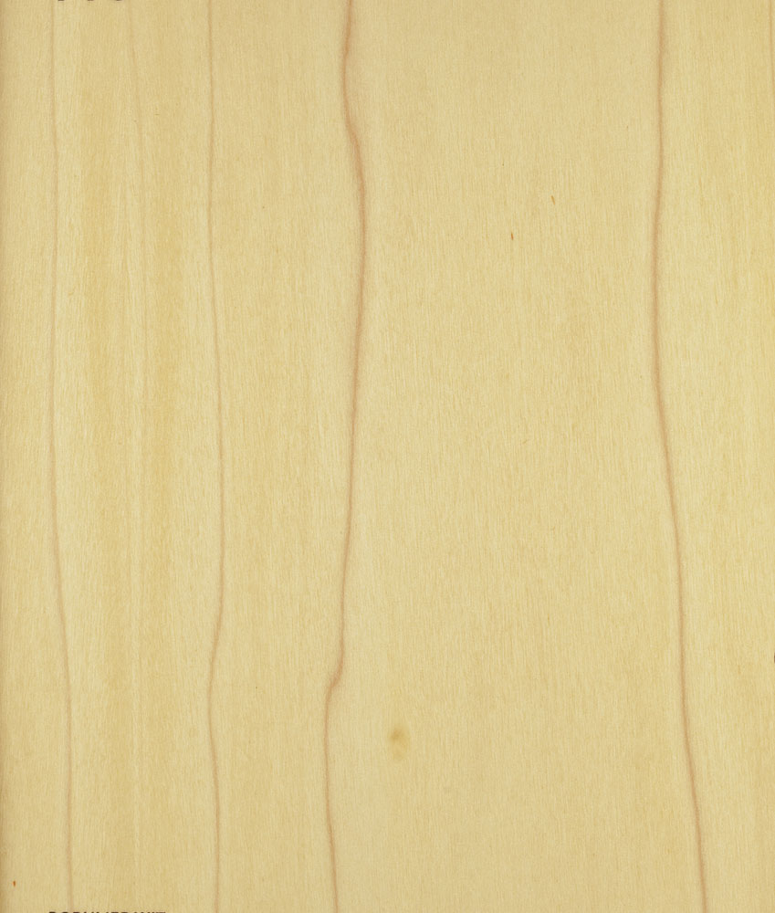 Peuplier blanc - Liriodendron tulipifera