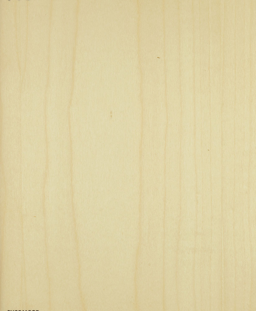 Sycomore - Acer pseudoplatanus